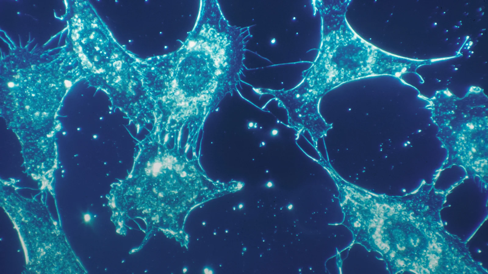 Backend for an AI medical-diagnostics platform